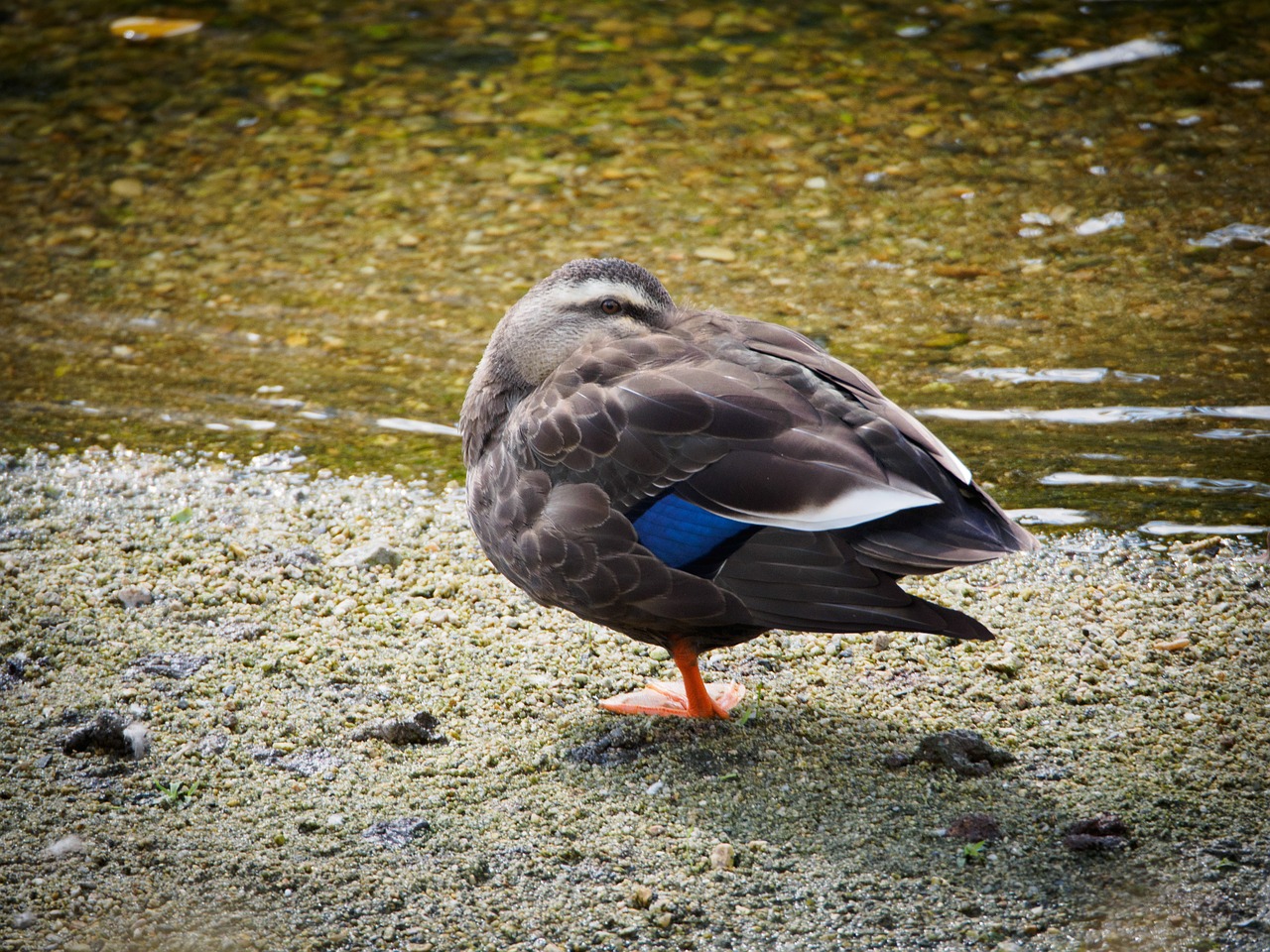 duck birds by the river free photo