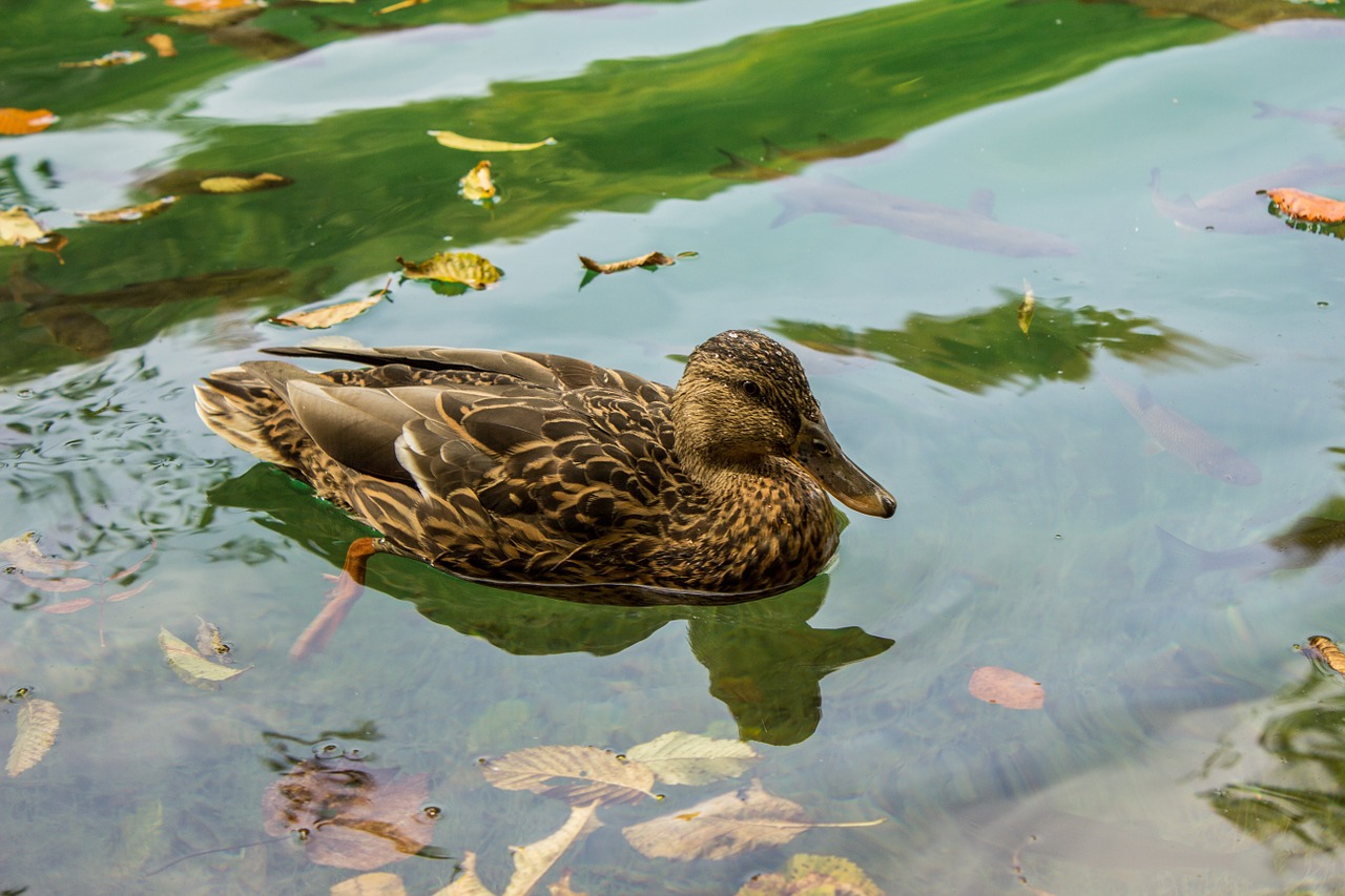 duck plitvice lakes plitvice free photo