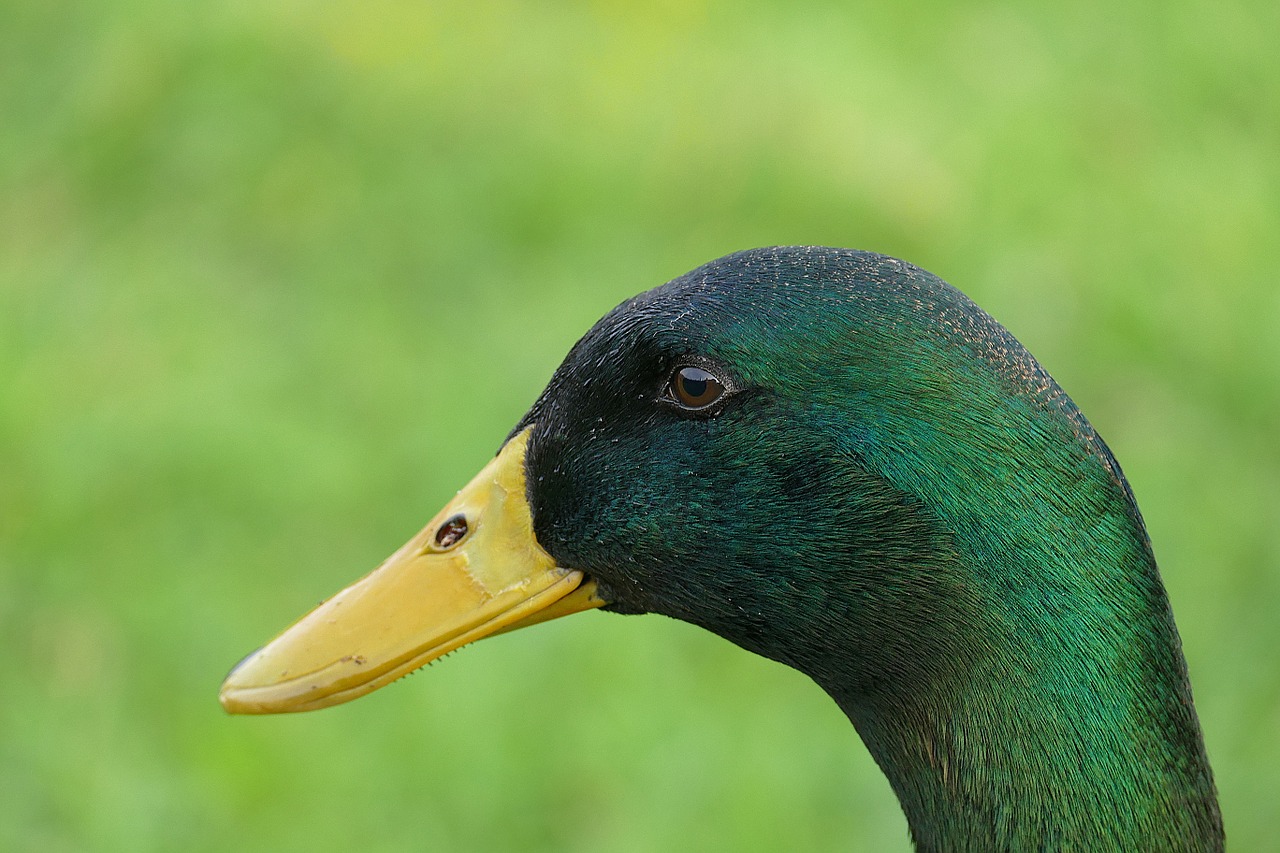 duck drake bill free photo