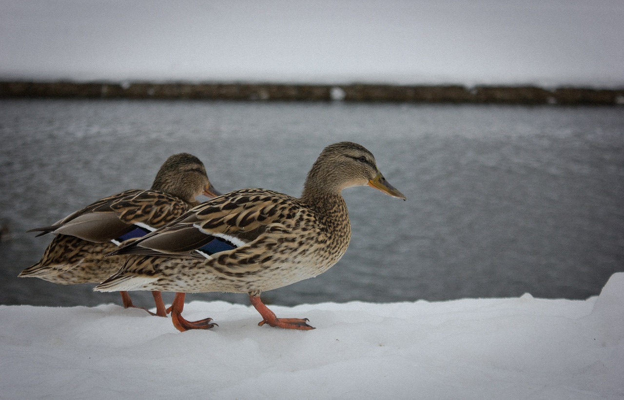 duck snow beak free photo