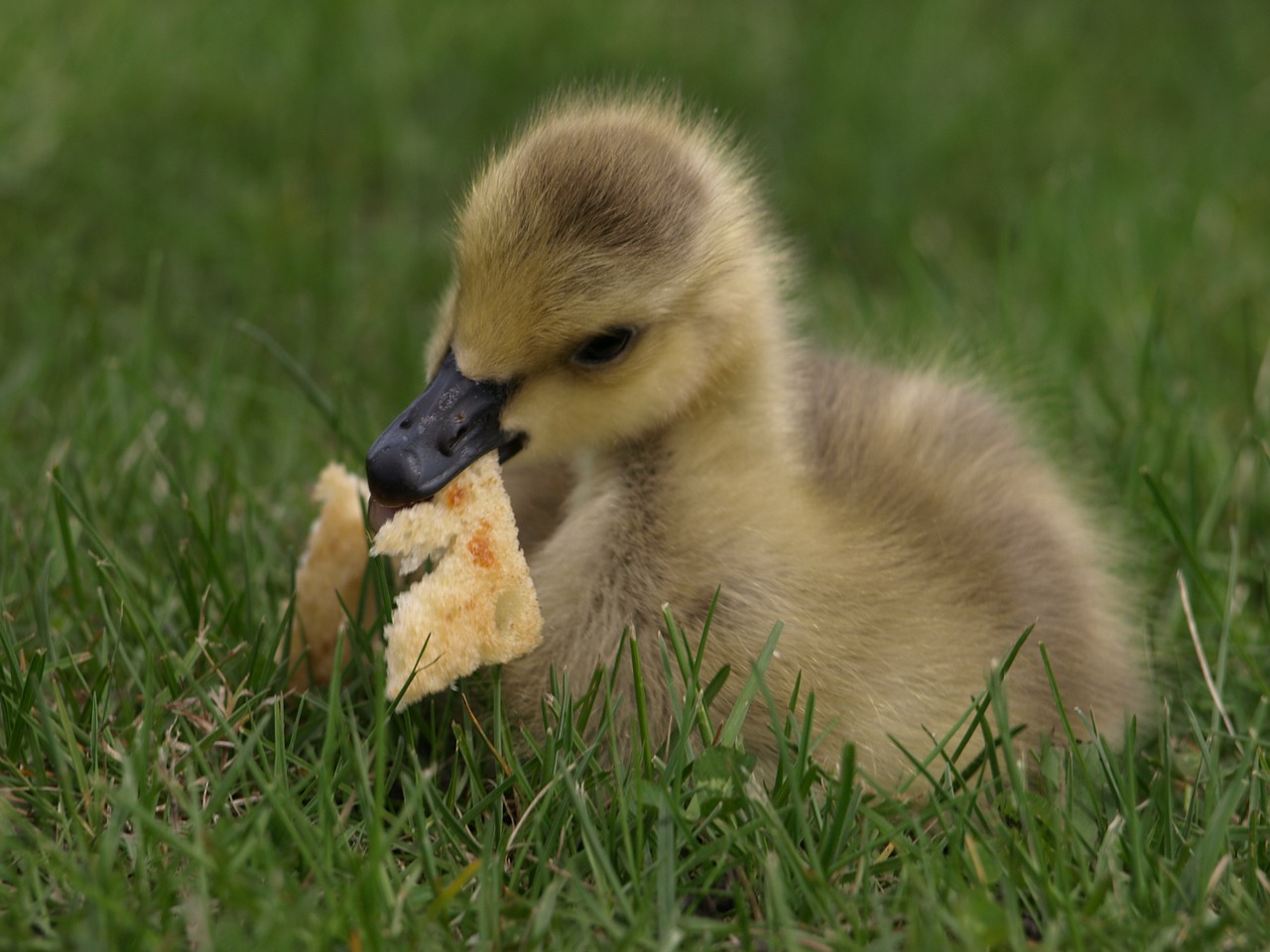 duck duckling bread free photo