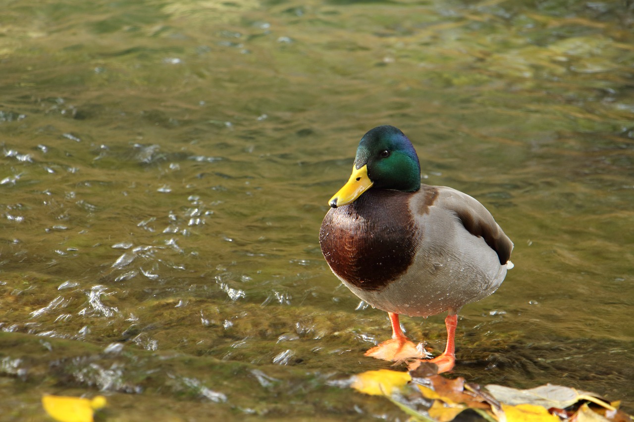 duck water animal free photo