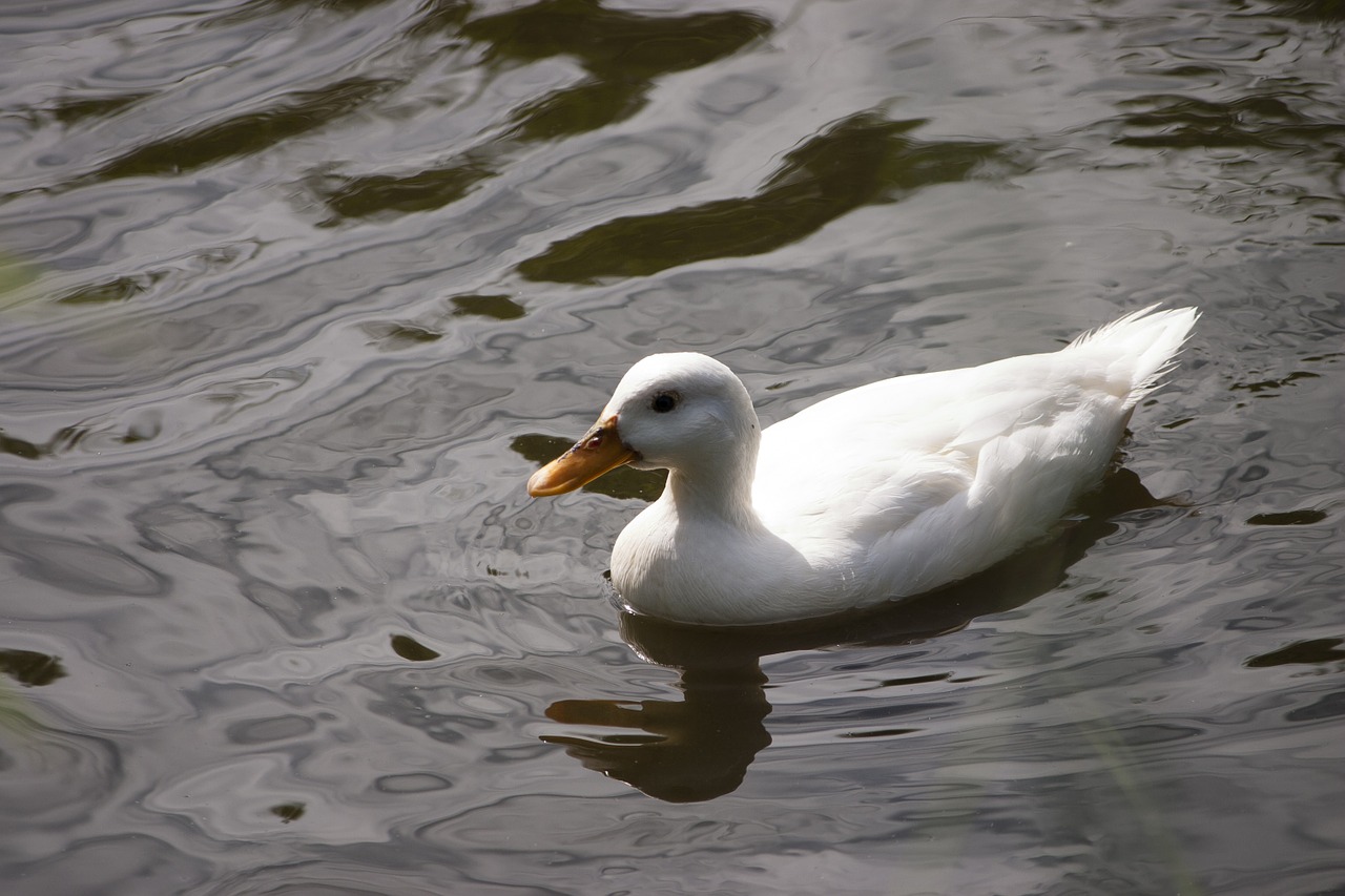 duck water bird water free photo