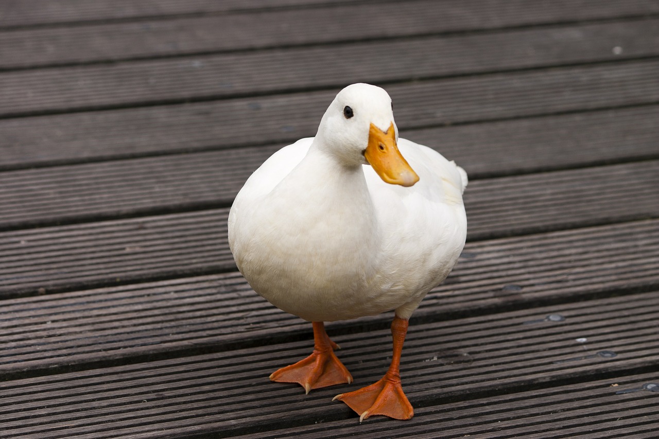 duck bird white free photo