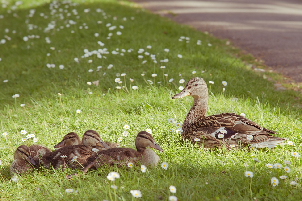 duck animal young free photo