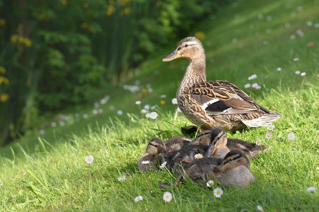 duck animal young free photo