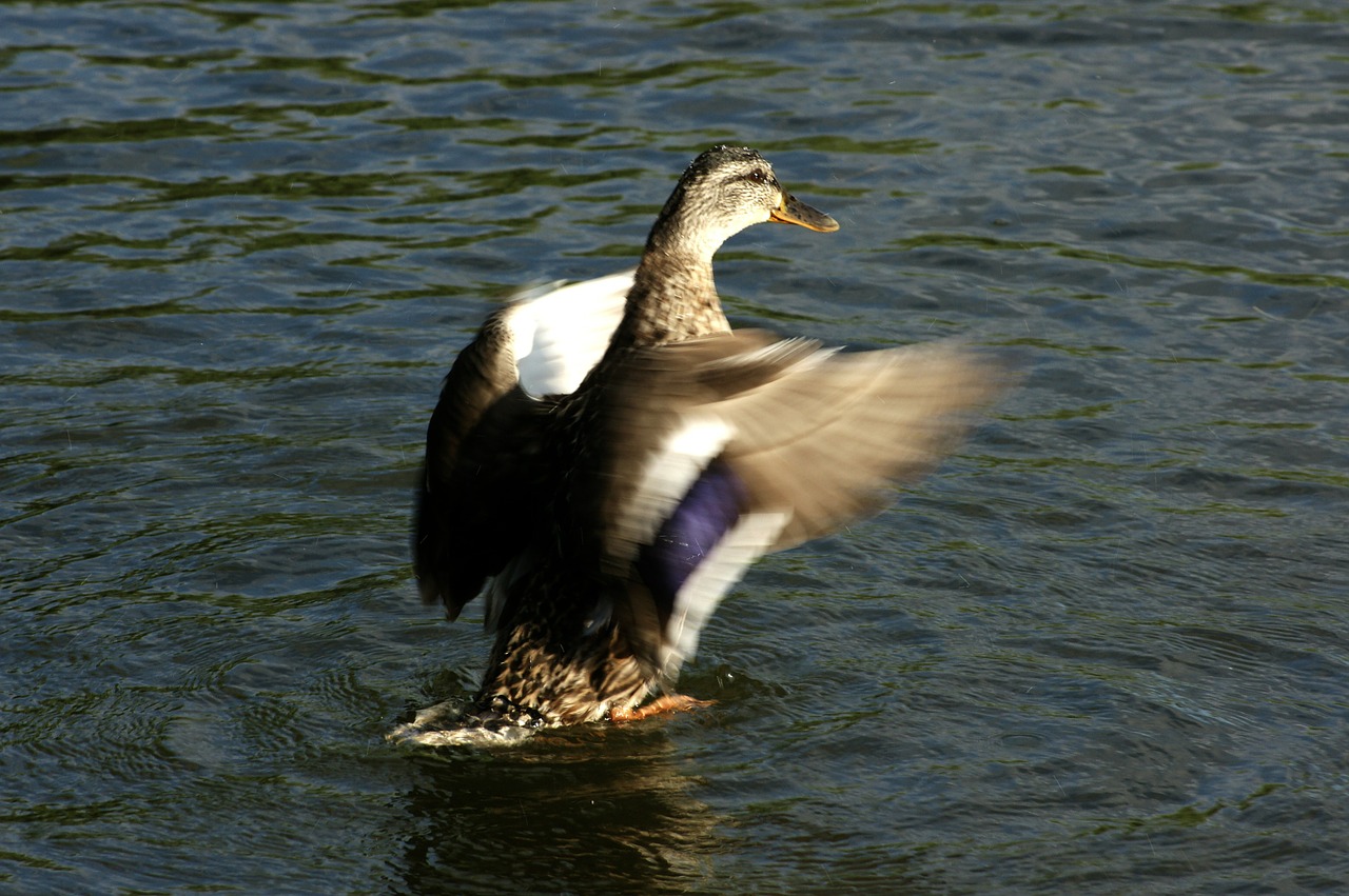 duck wings water free photo