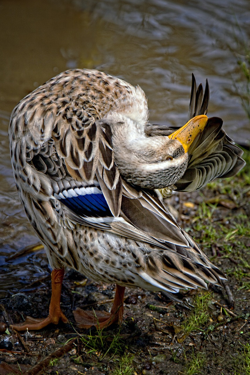 duck feather animal free photo