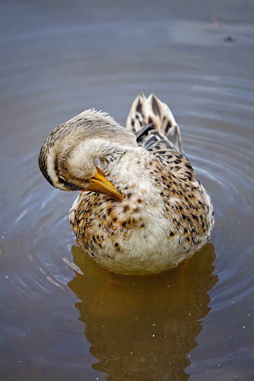 duck animal clean free photo