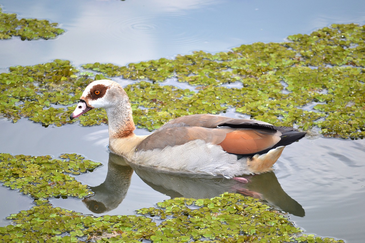 duck waterfowl water free photo