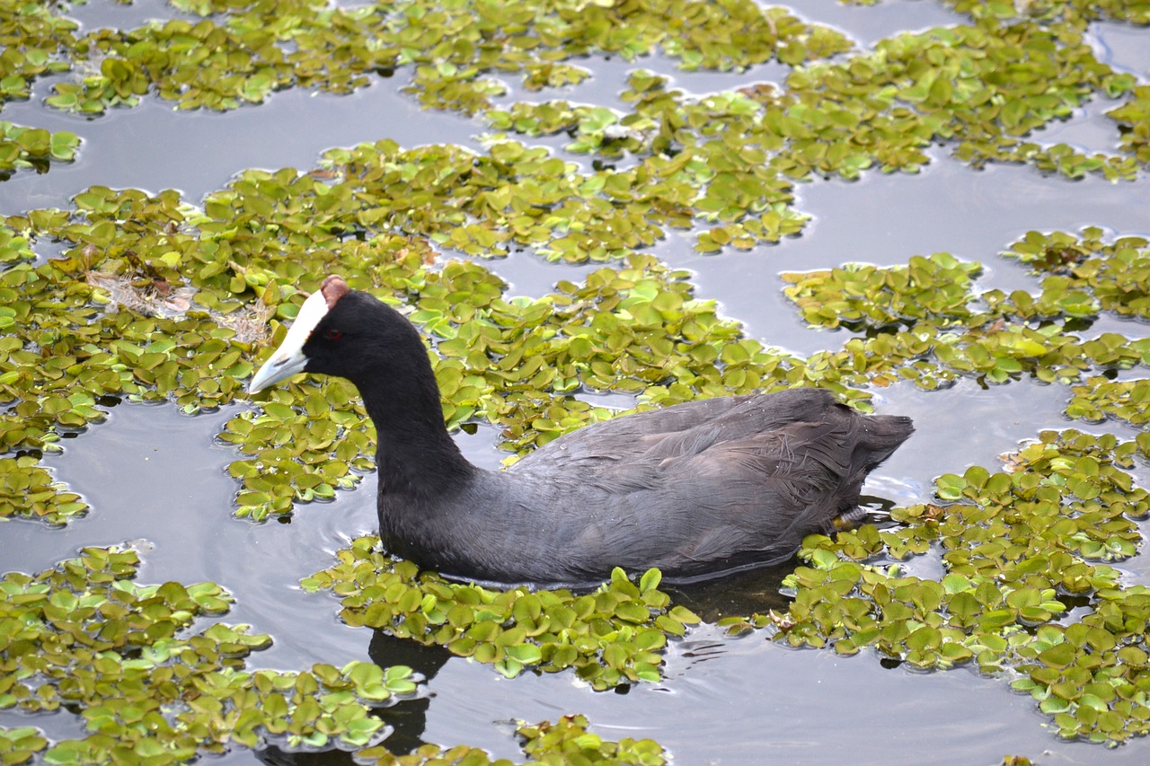 duck lake water free photo