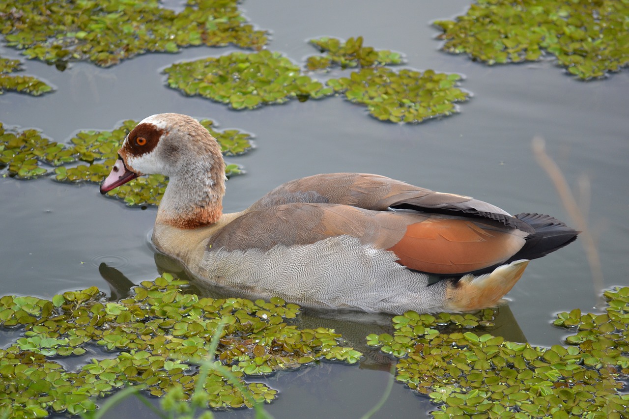 duck pond nature free photo