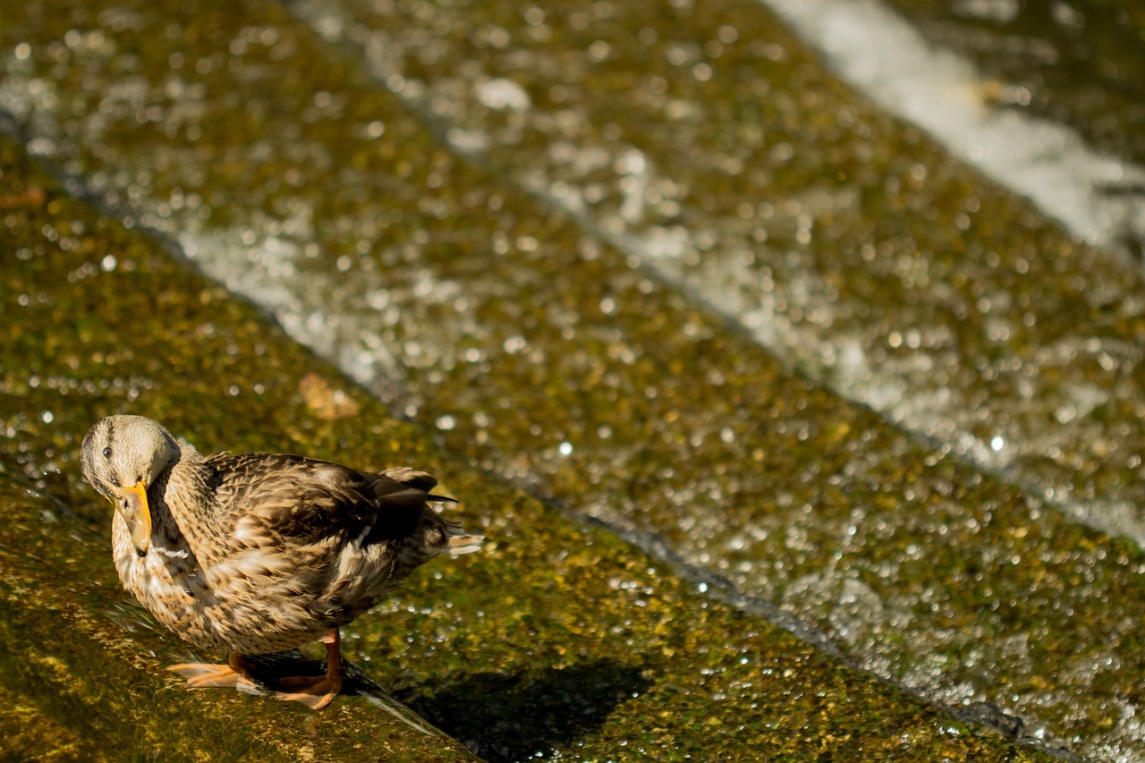 duck animal bird free photo