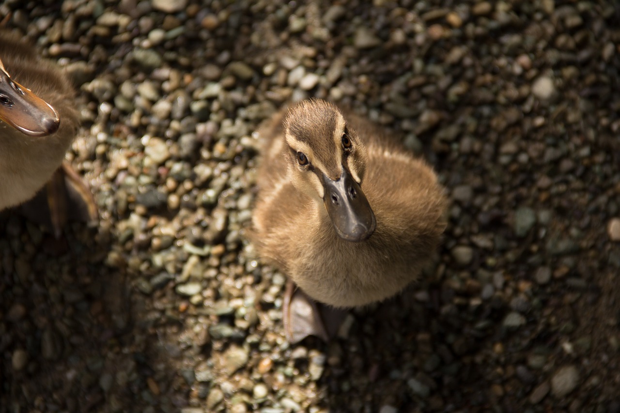 duck ducky feather free photo