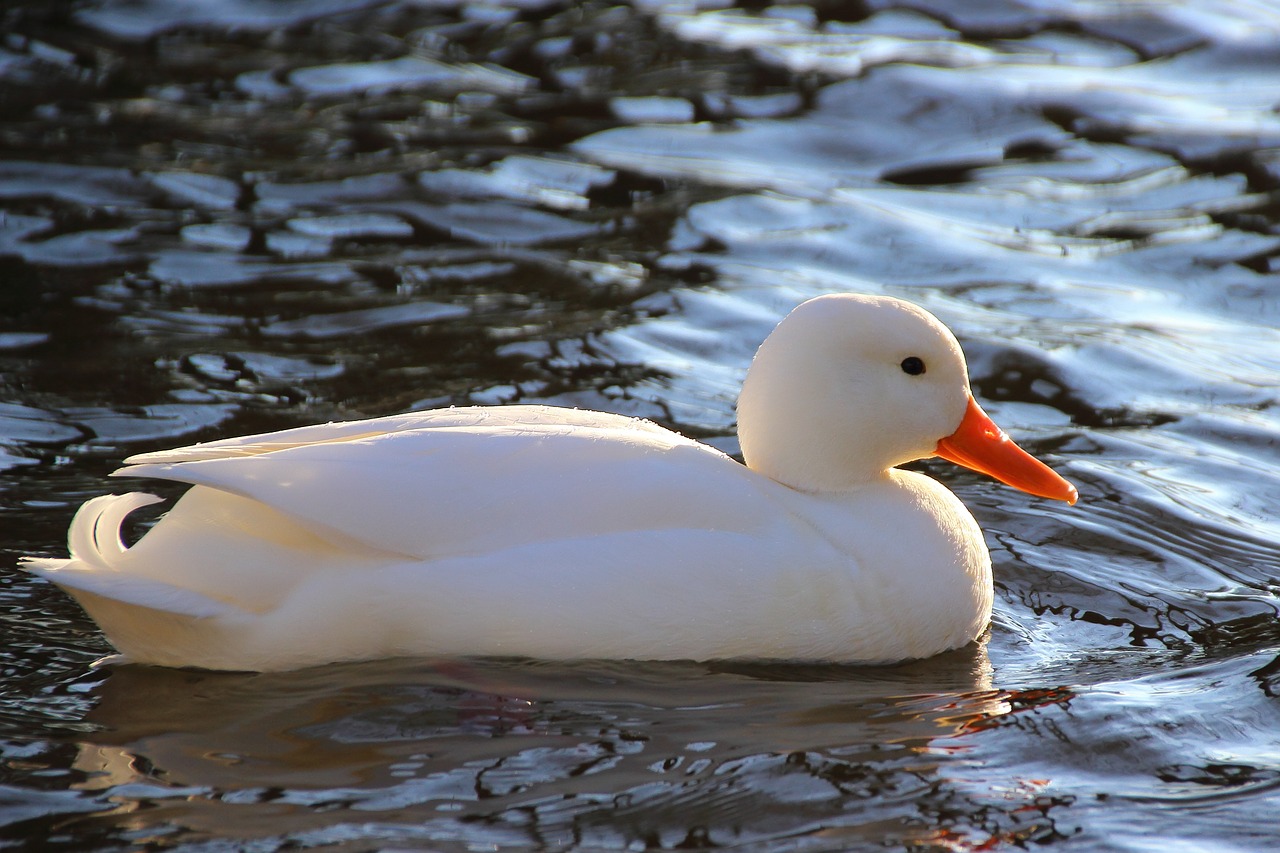 duck white water free photo