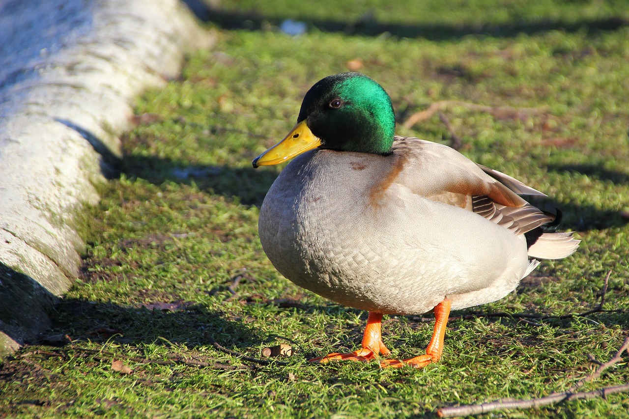 duck mallard bird free photo