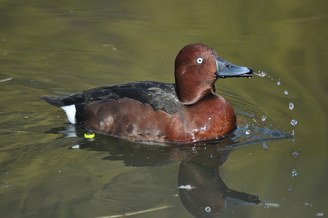 duck water bird drake free photo