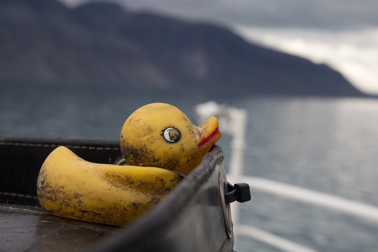 duck arctic sea free photo