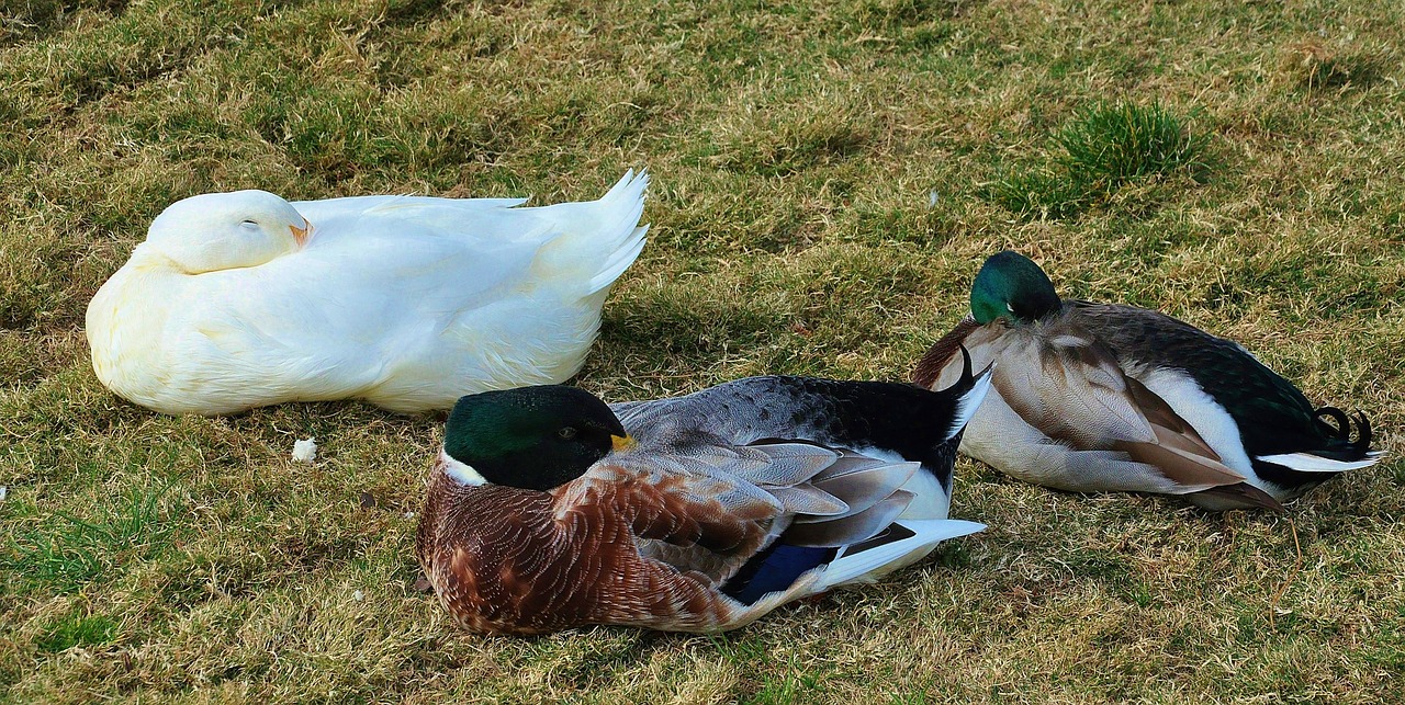 duck bird animal free photo