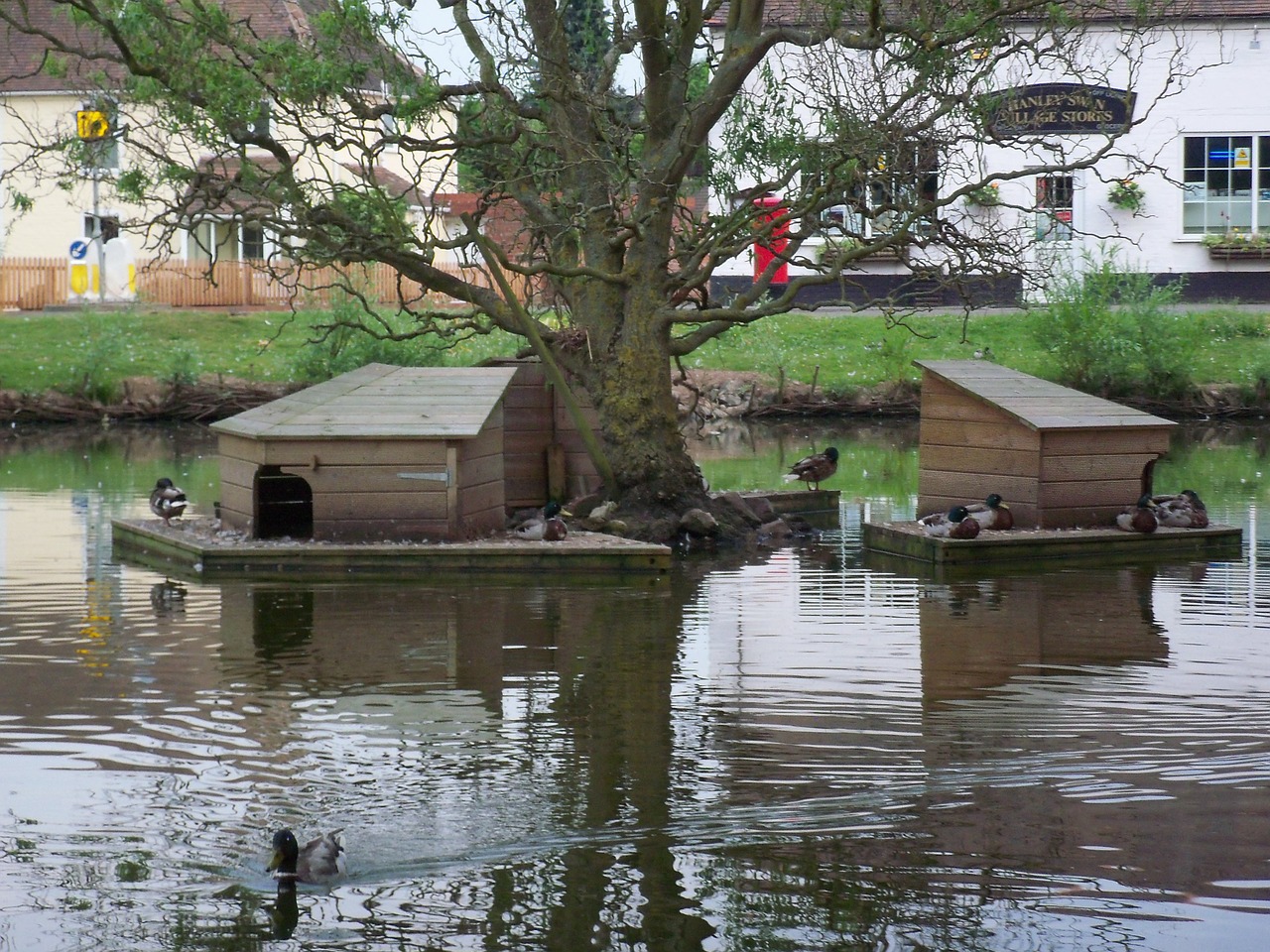 duck pond country free photo