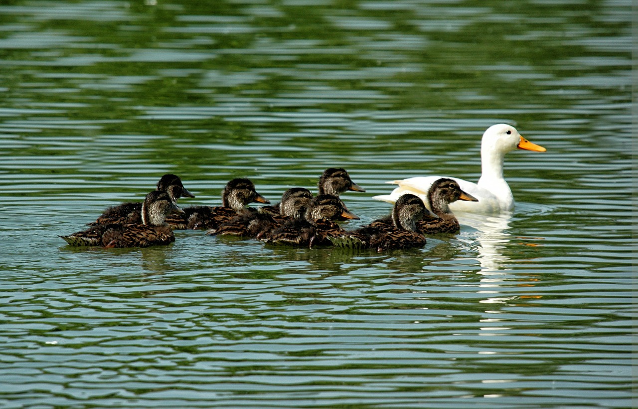 duck duckling family free photo