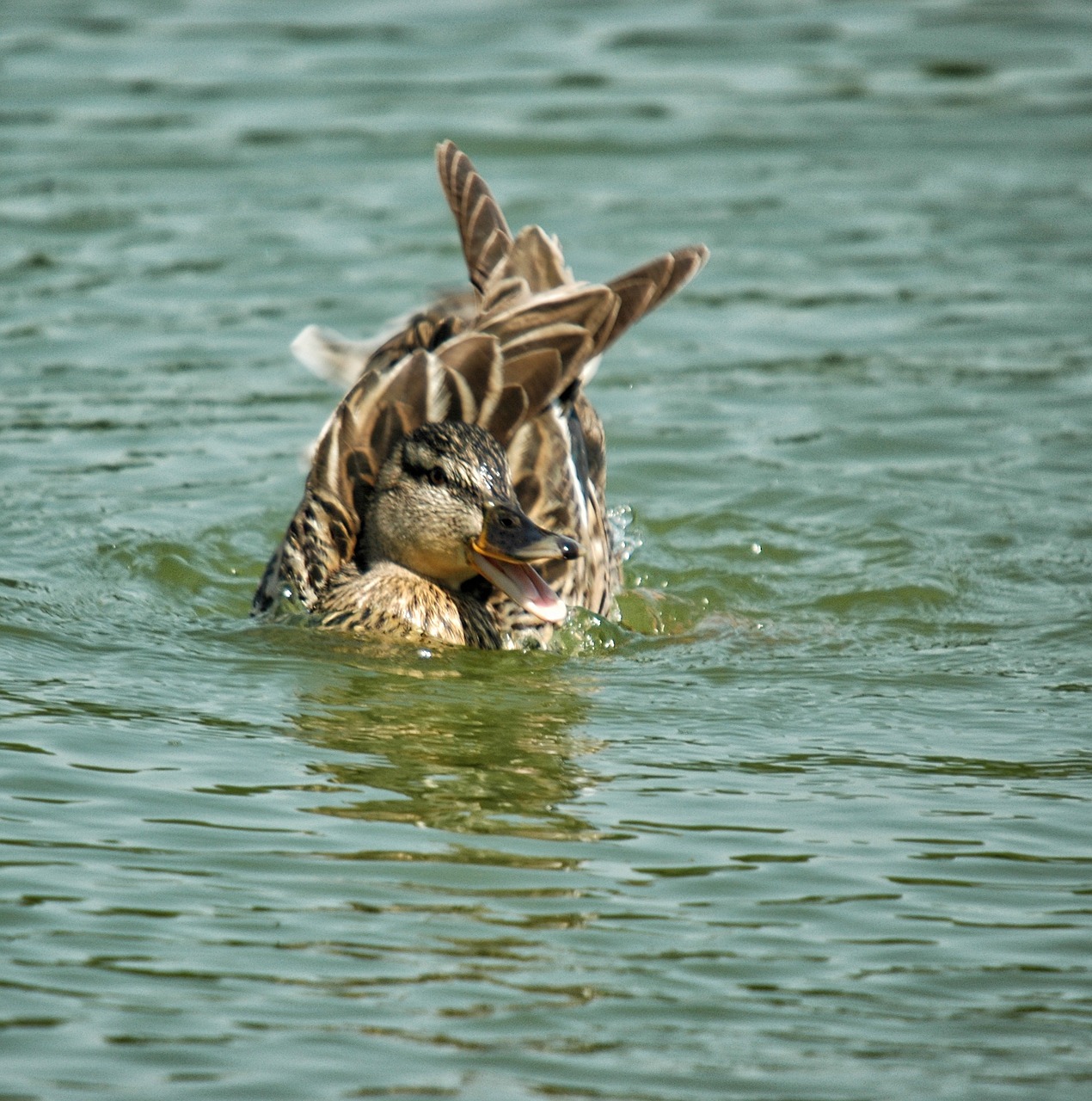 duck feathers pond free photo