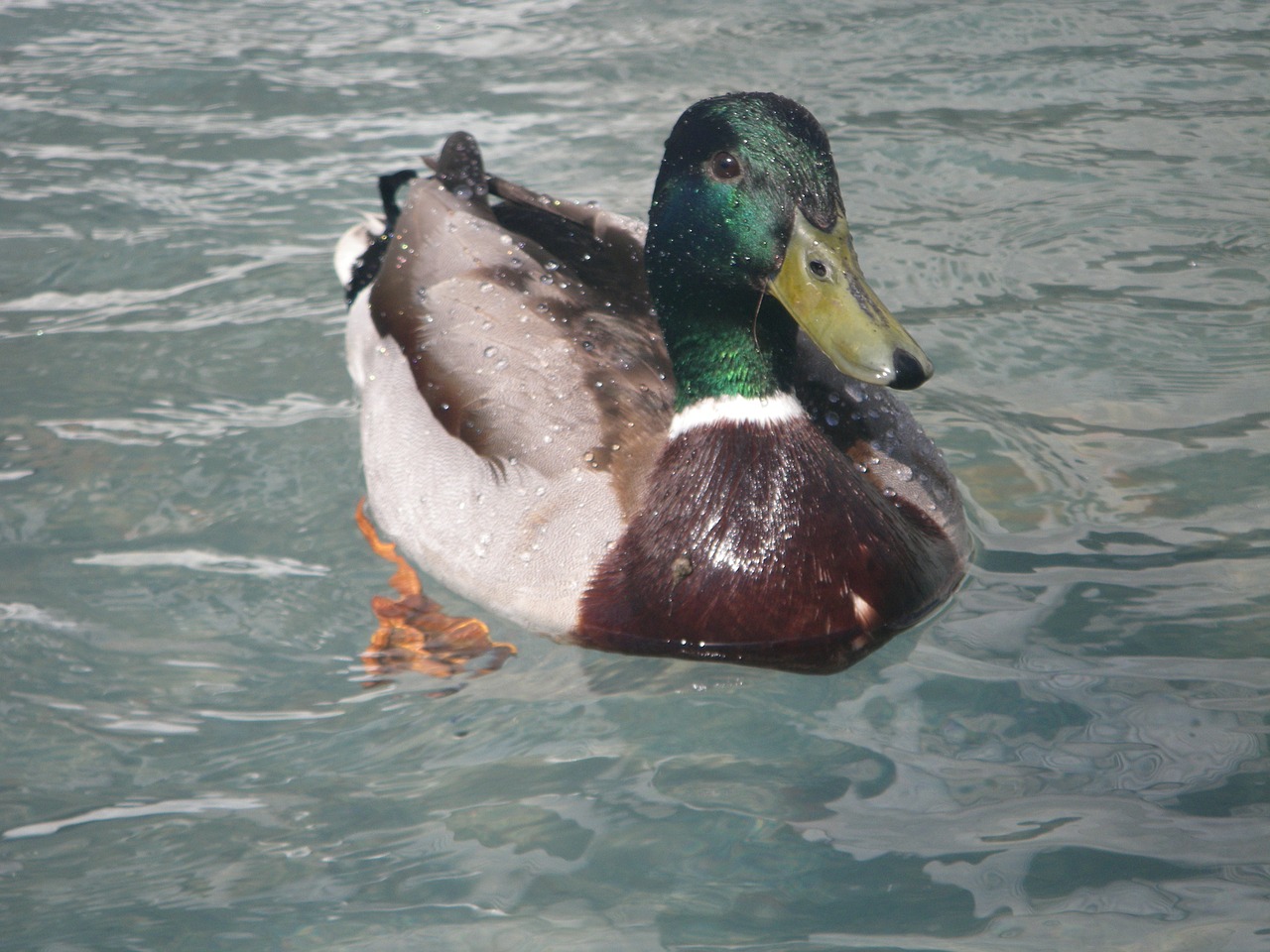 duck schwimmvogel water bird free photo