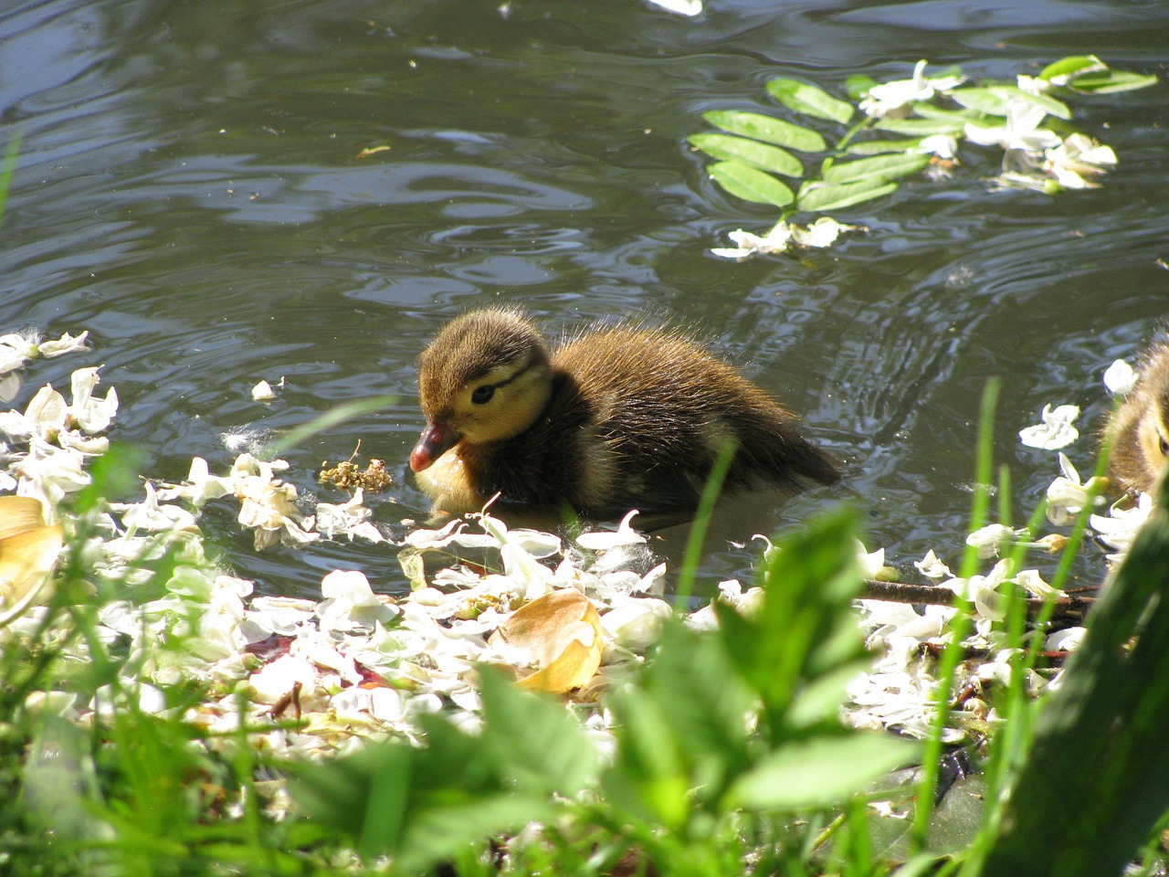 duck water flowers free photo