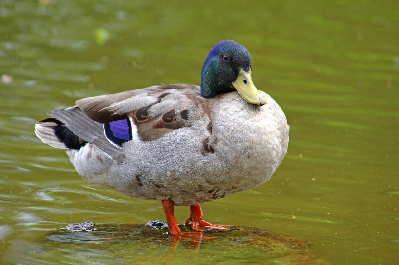 duck water bird bird free photo