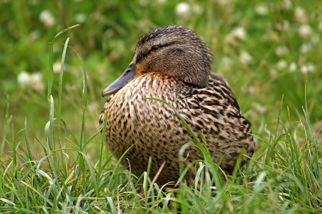 duck bird water bird free photo