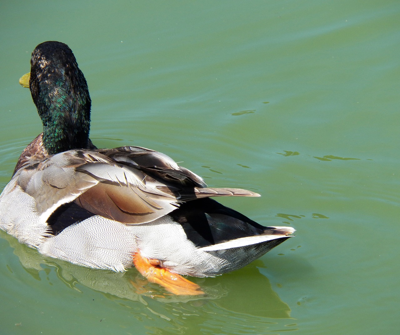 duck bird water free photo