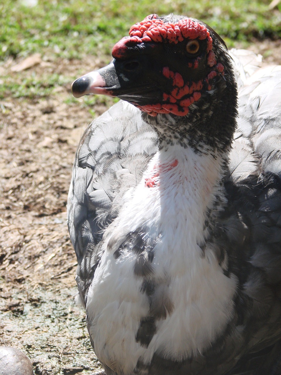 duck bird animal free photo