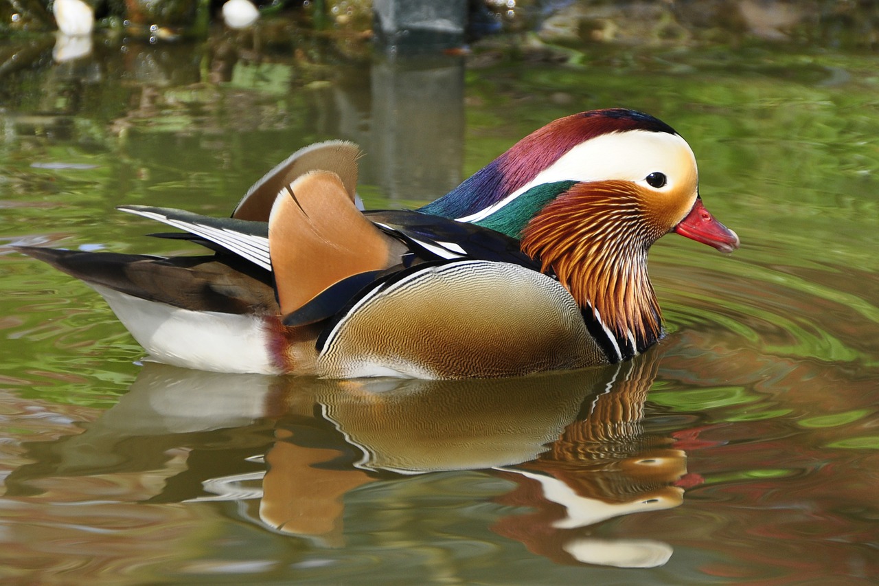 duck mandarin ducks aix galericulata free photo