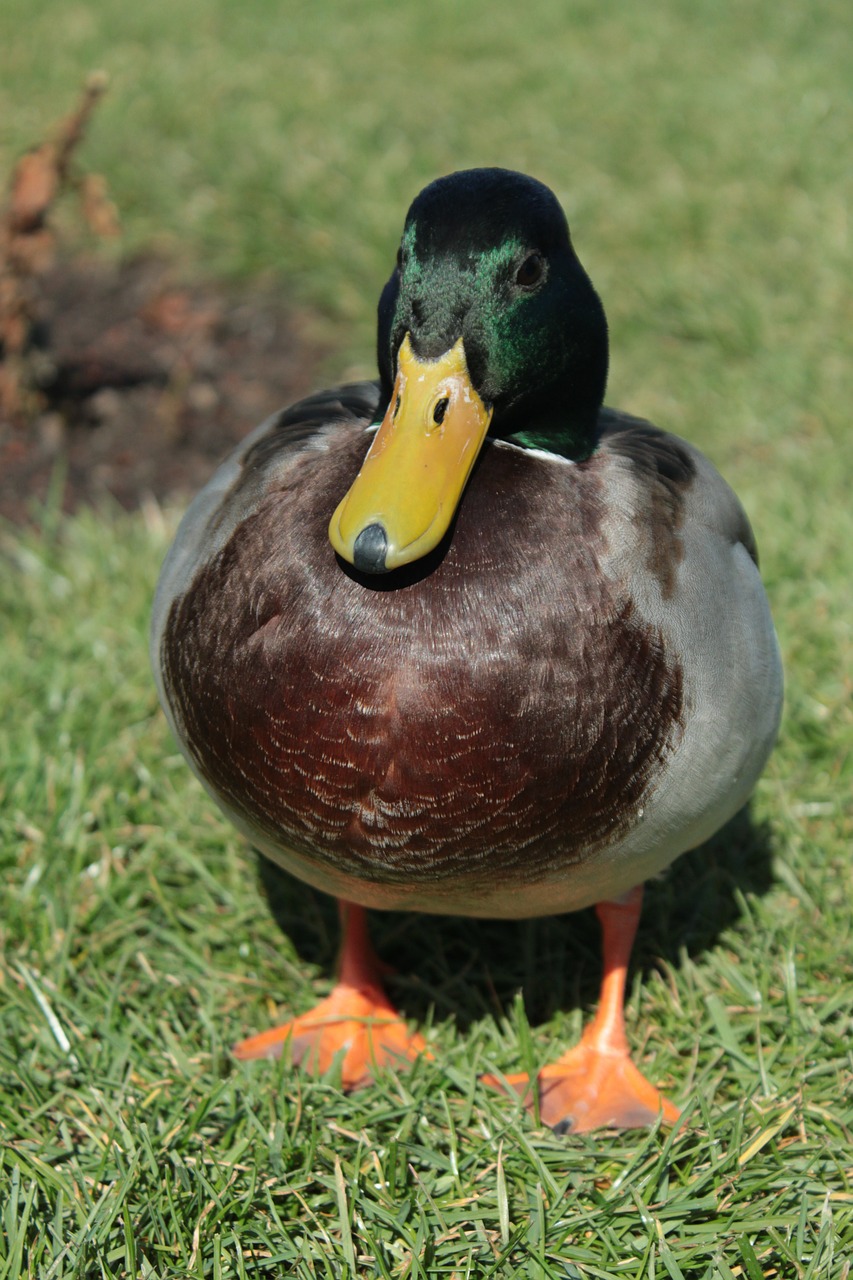 duck drake plumage free photo