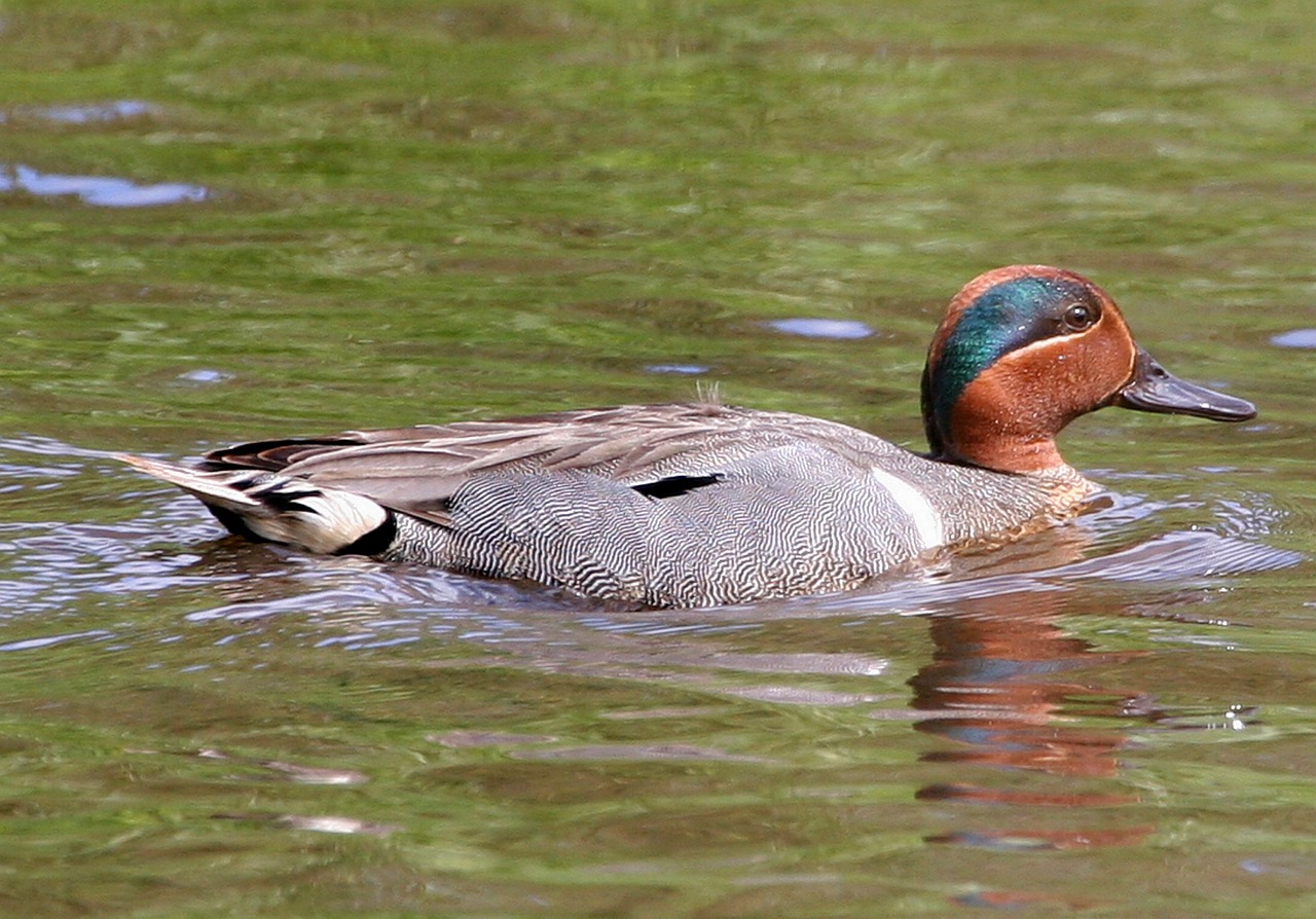 duck teal swimming free photo