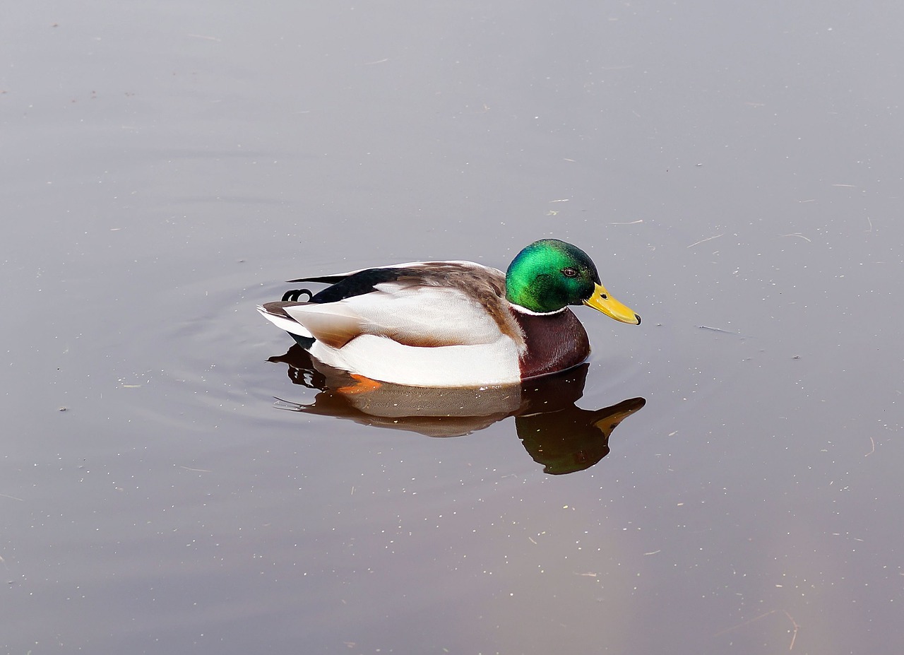 duck drake plumage free photo