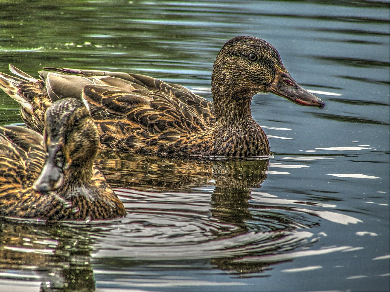 duck dick lake free photo