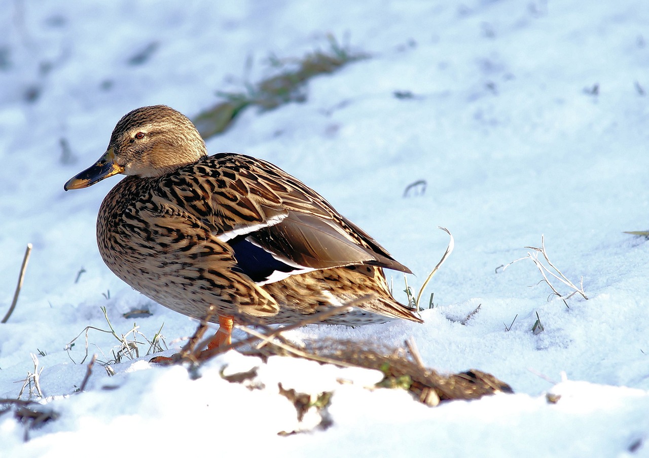 duck female bird free photo