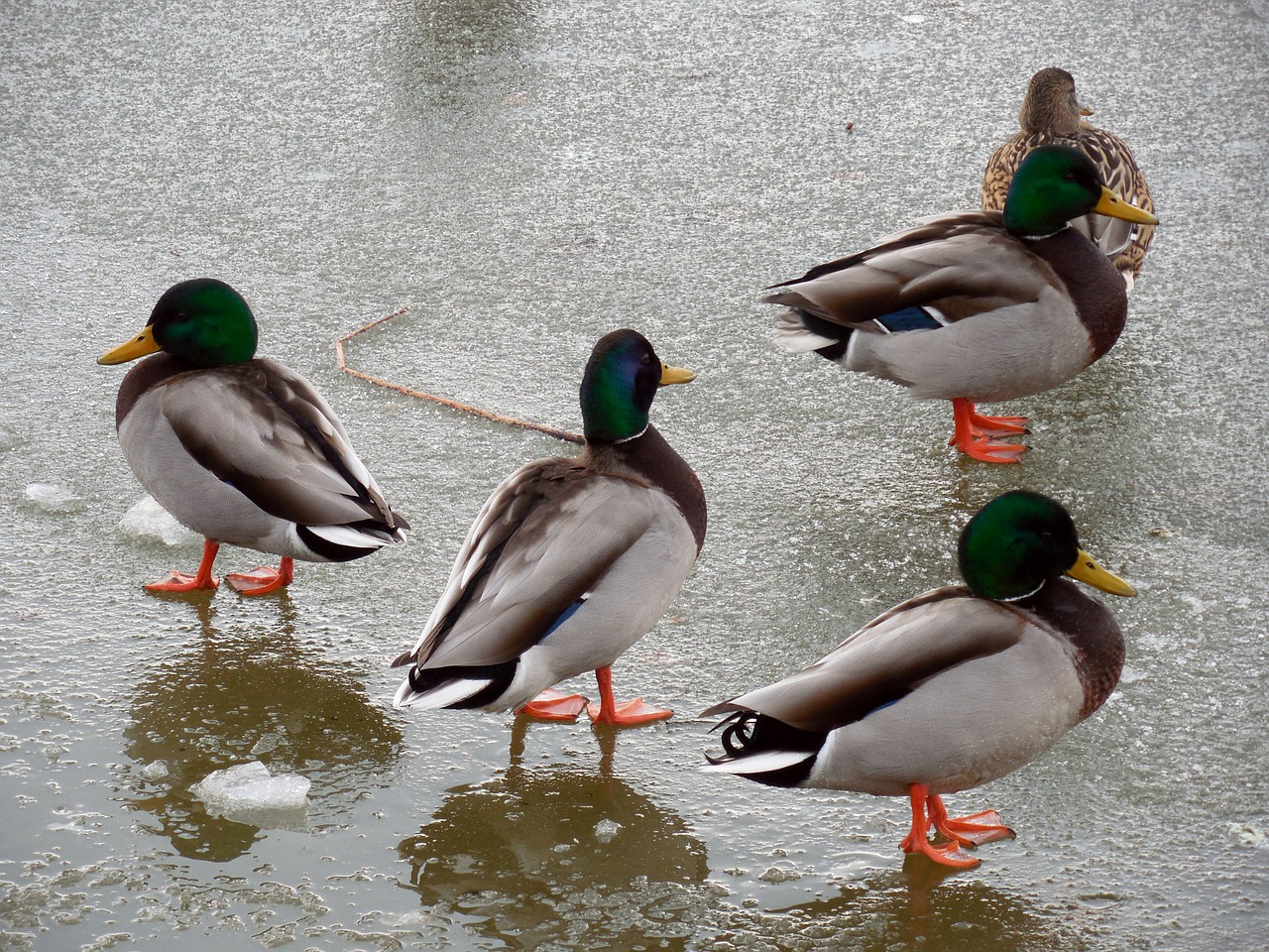 duck ice winter free photo