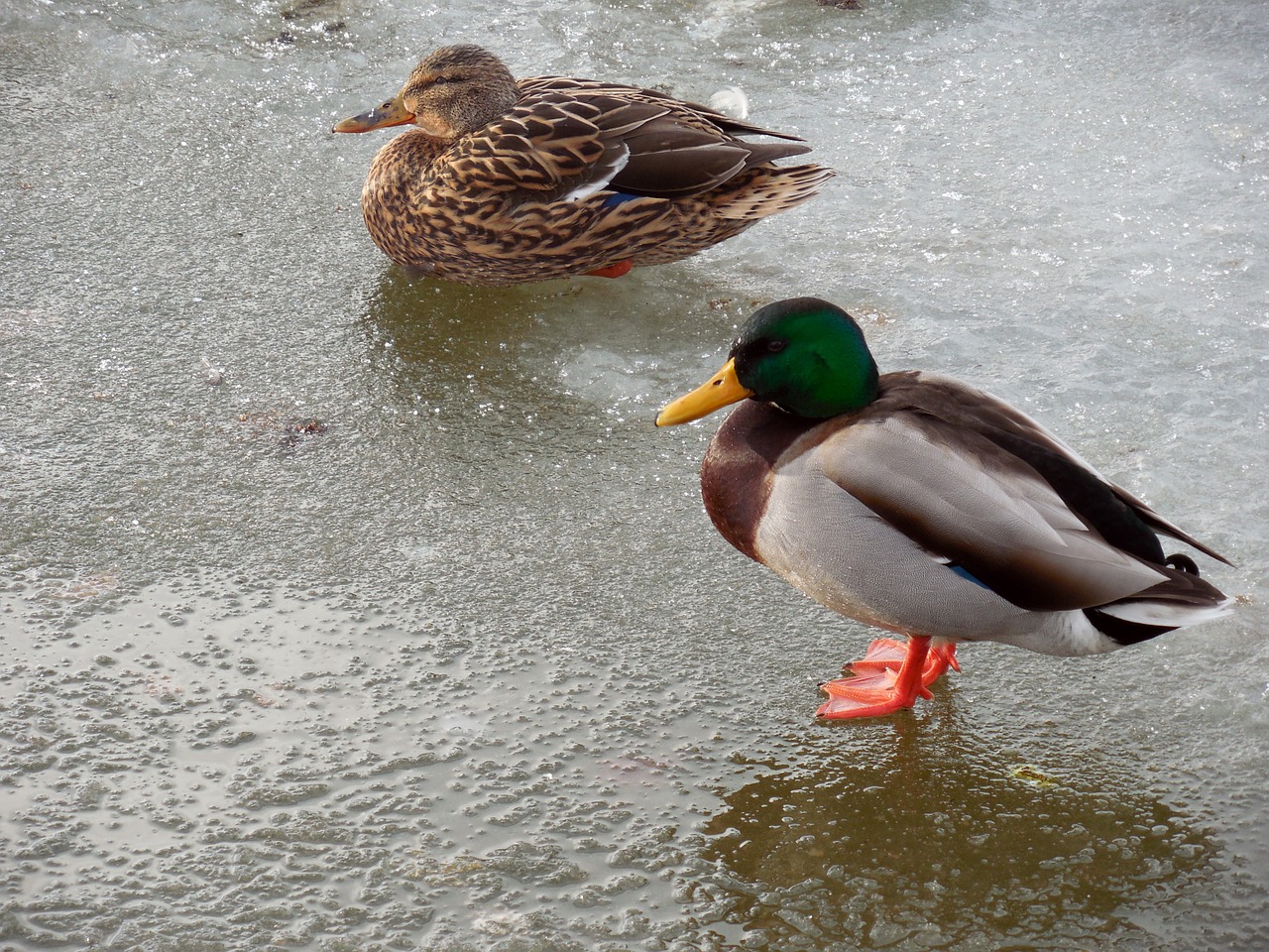 duck ice winter free photo