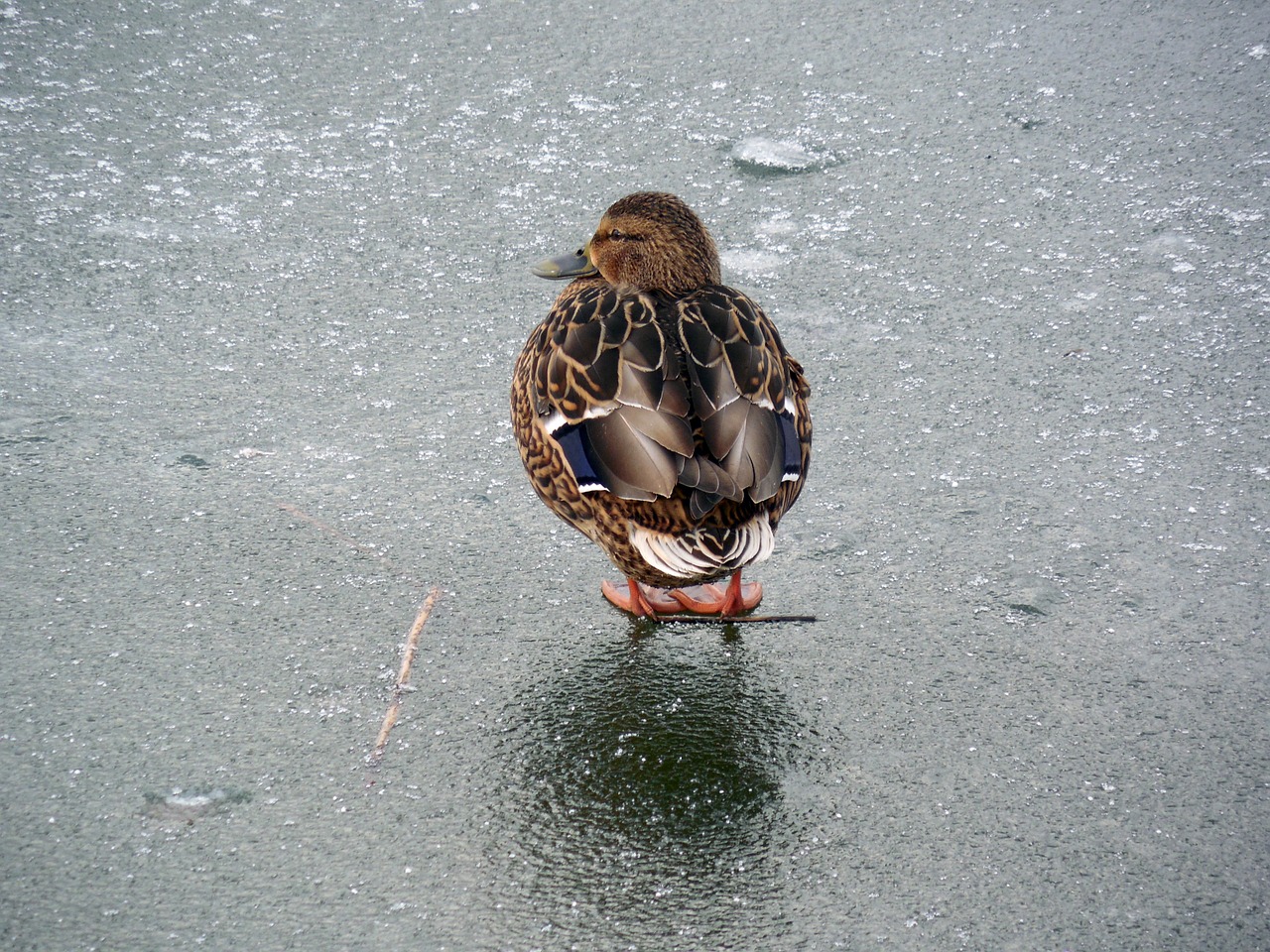 duck ice winter free photo