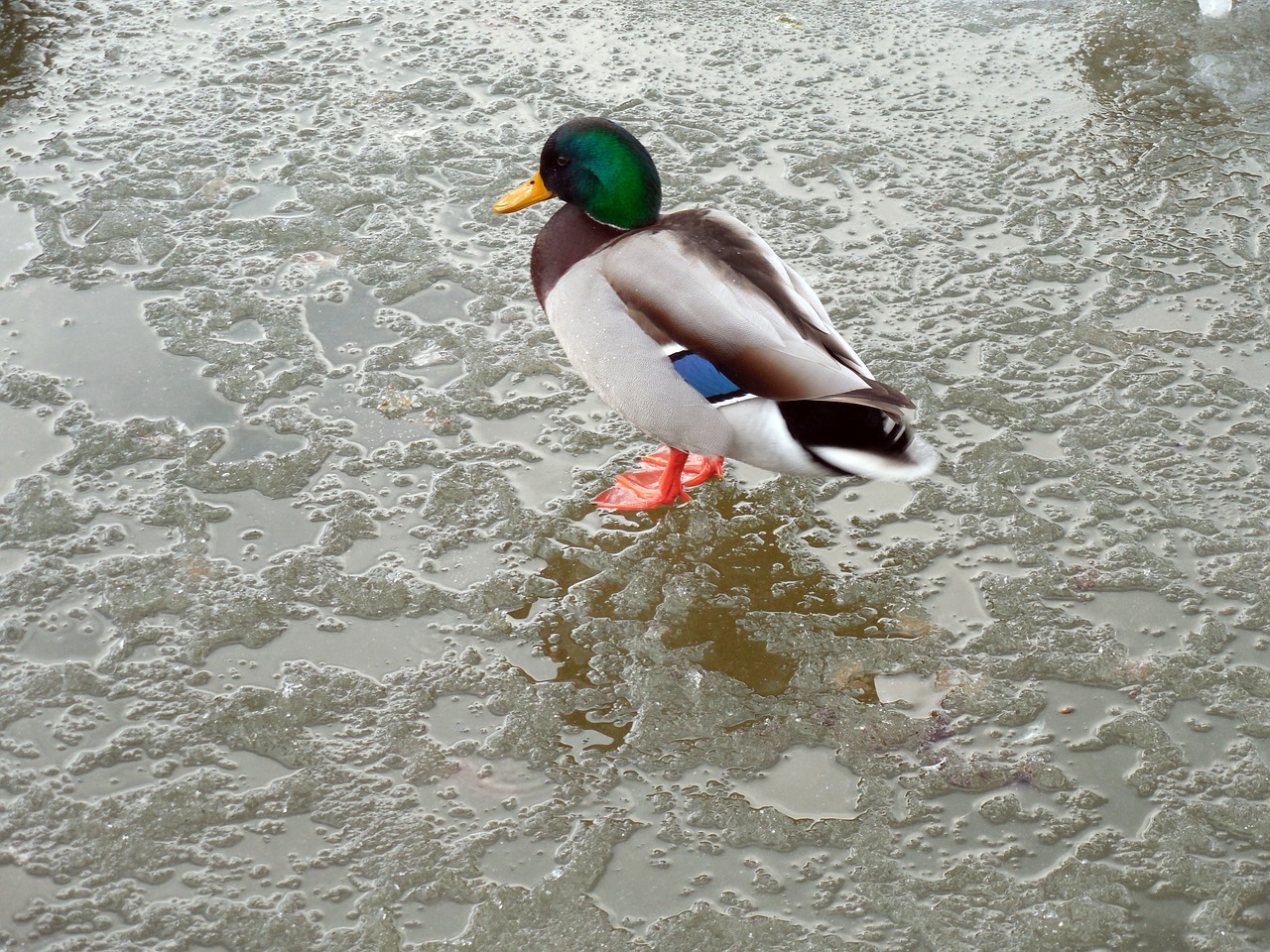 duck ice winter free photo