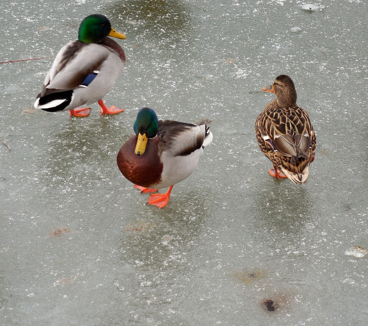 duck ice winter free photo