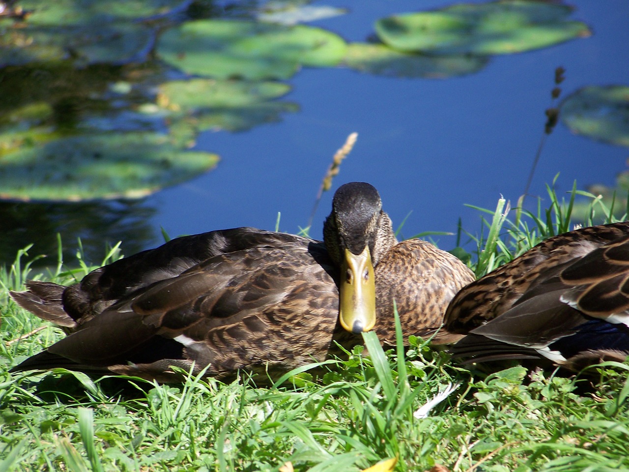 duck water nature free photo