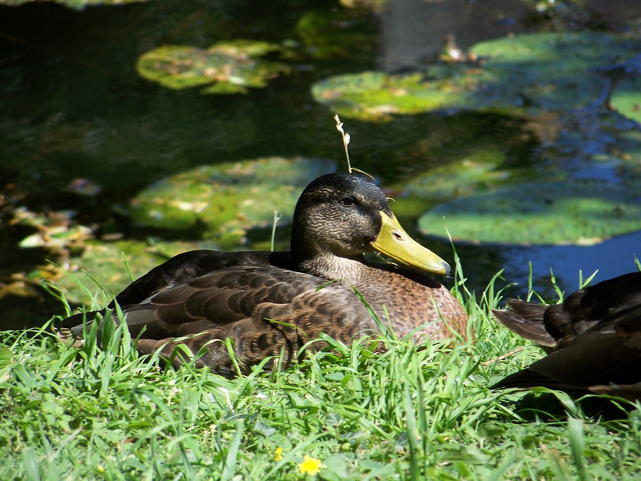 duck nature wildlife free photo