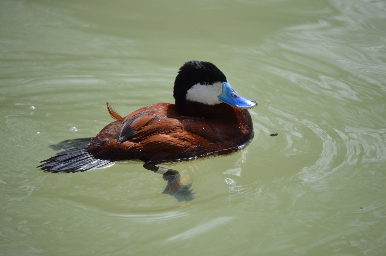 duck bird animal free photo