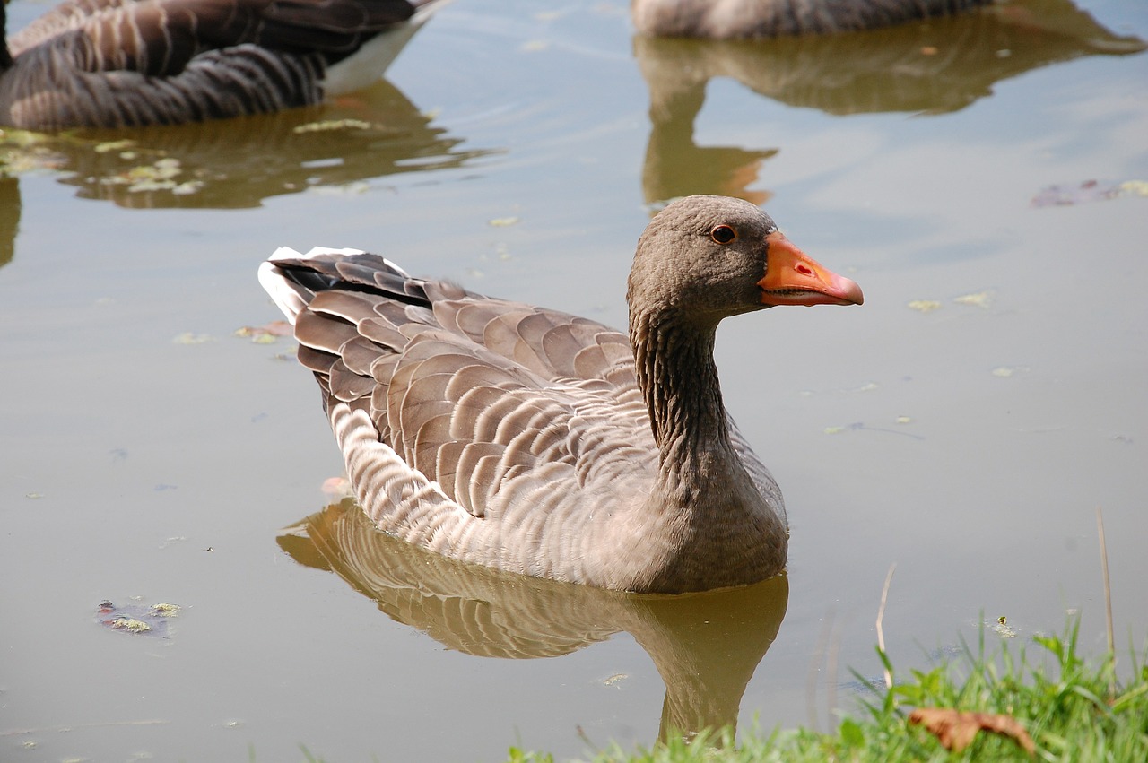 duck water bird lake free photo