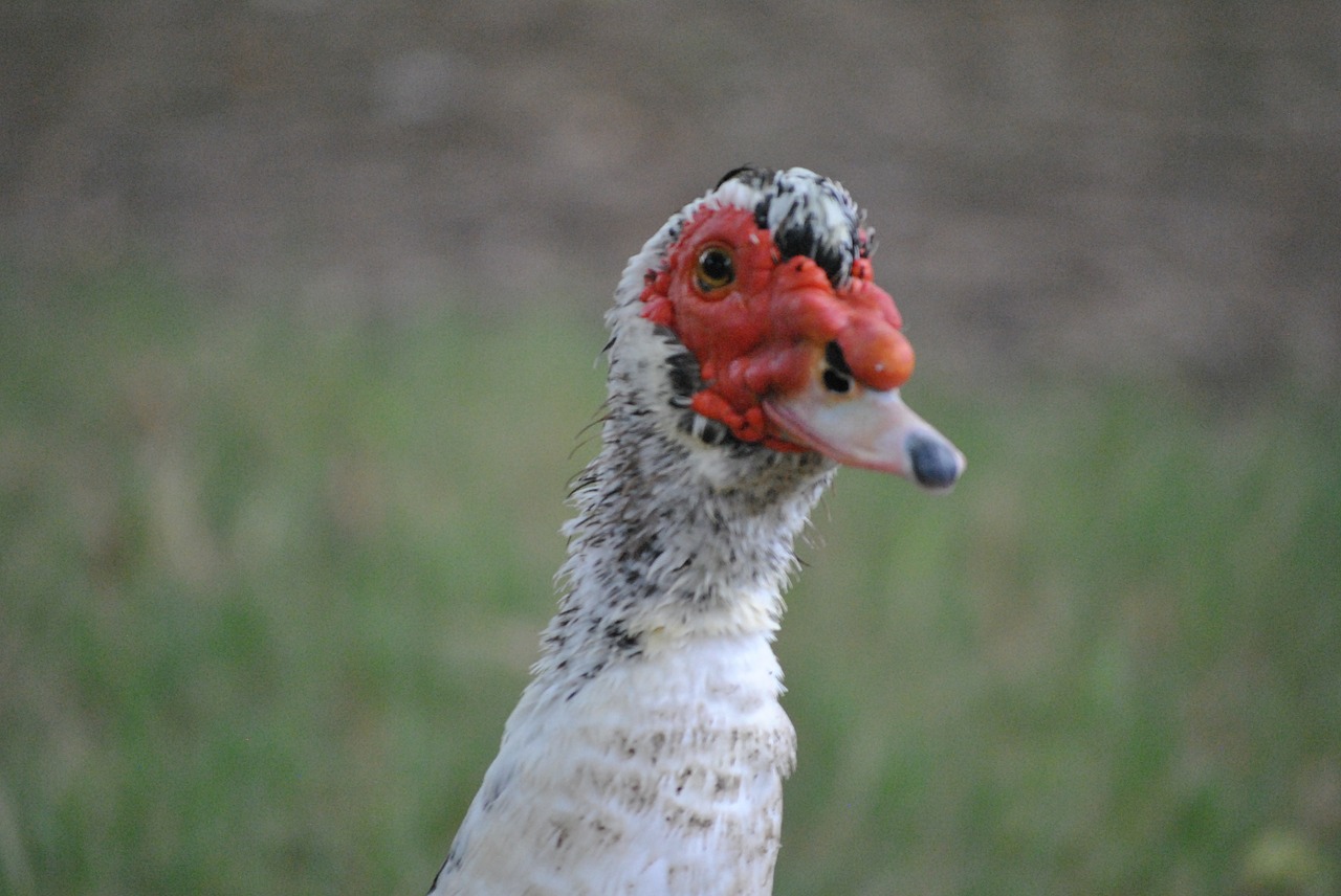 duck white animal free photo