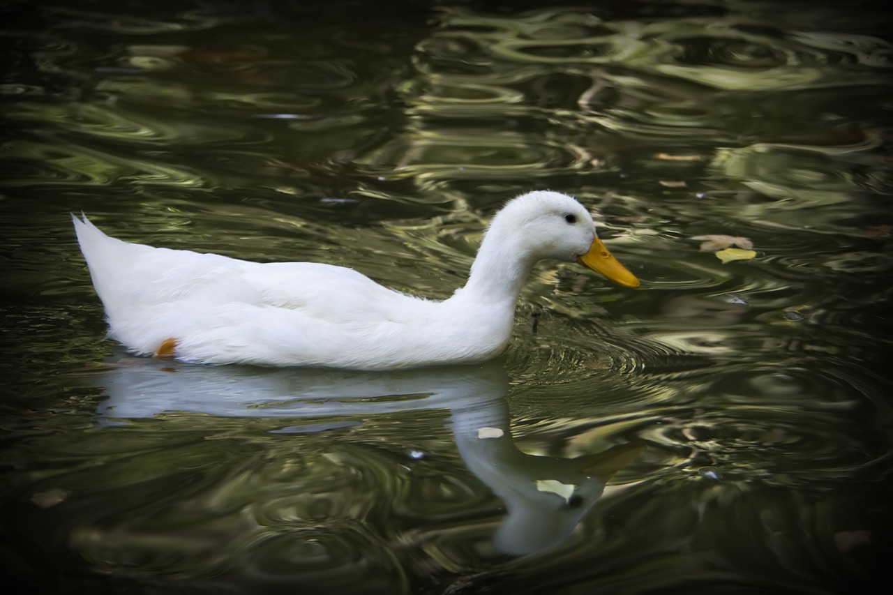 duck pond fauna free photo