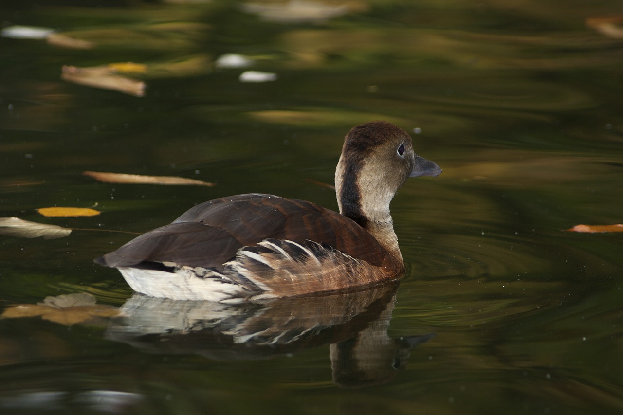 duck water fauna free photo